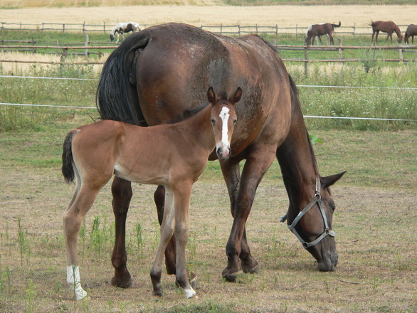 pet health supplements horse and foal